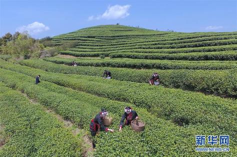 （社会）（1）福建福鼎：春茶飘香