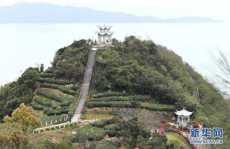 （社会）（4）福建福鼎：春茶飘香