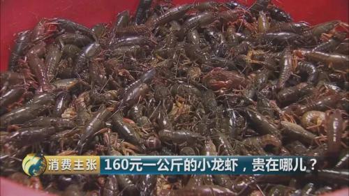 全民出动，远赴云南抢小龙虾！160元一公斤都挤破头，究竟为虾米？