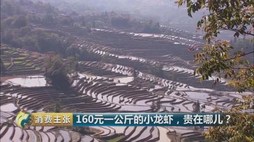 全民出动，远赴云南抢小龙虾！160元一公斤都挤破头，究竟为虾米？