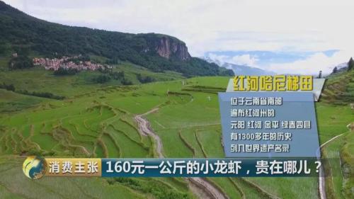 全民出动，远赴云南抢小龙虾！160元一公斤都挤破头，究竟为虾米？
