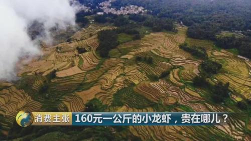 全民出动，远赴云南抢小龙虾！160元一公斤都挤破头，究竟为虾米？