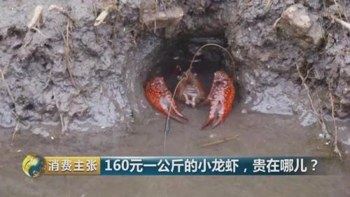 全民出动，远赴云南抢小龙虾！160元一公斤都挤破头，究竟为虾米？