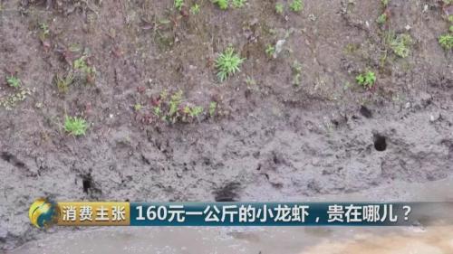 全民出动，远赴云南抢小龙虾！160元一公斤都挤破头，究竟为虾米？
