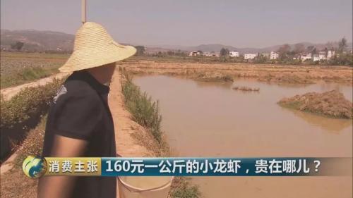 全民出动，远赴云南抢小龙虾！160元一公斤都挤破头，究竟为虾米？