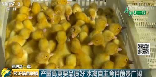 【春耕走一线】产量高更要品质好 水禽自主育种前景广阔