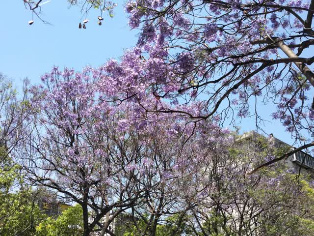 学府路蓝花楹