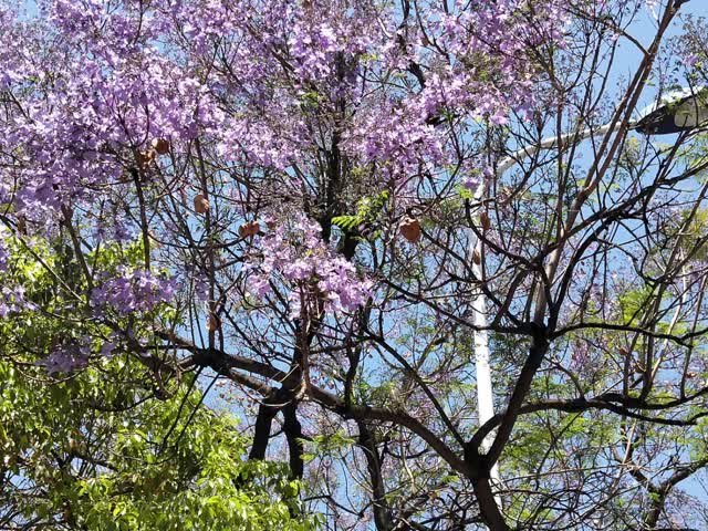 学府路蓝花楹开花