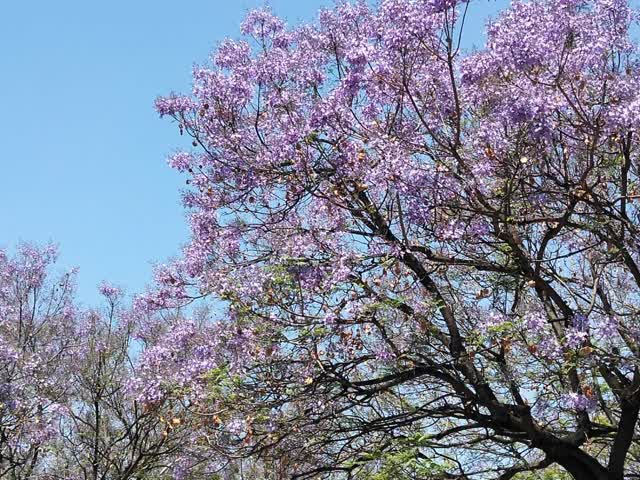 学府路蓝花楹开花