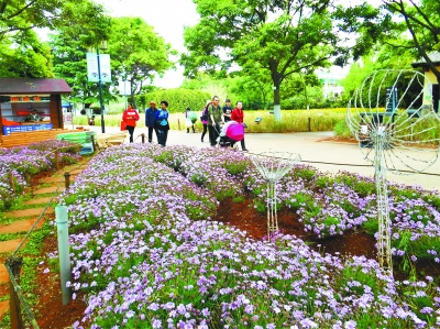 大观公园 繁花盛开