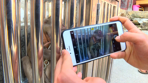 熊猴萌态“抢镜”惹人爱（龙陵县电视台提供）