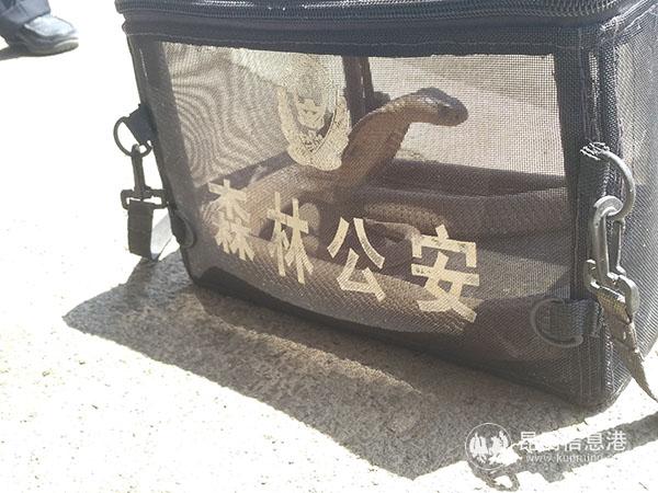 蛇4