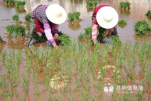 插秧节现场。记者薛江涛摄-(9) 插秧节现场。记者薛江涛摄-(9)