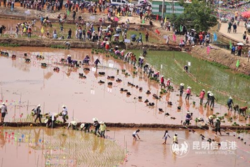 插秧节现场。记者薛江涛摄 插秧节现场。记者薛江涛摄