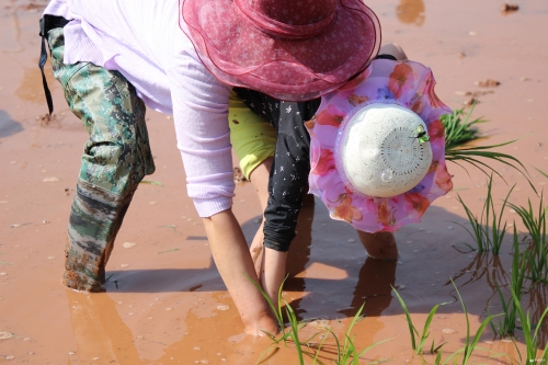 一位母亲教自己的孩子插秧。记者薛江涛摄 一位母亲教自己的孩子插秧。记者薛江涛摄