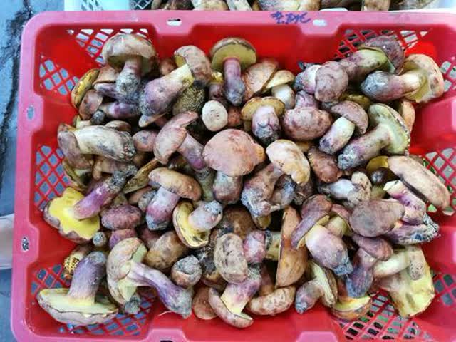 一小波野生菌到了昆明5