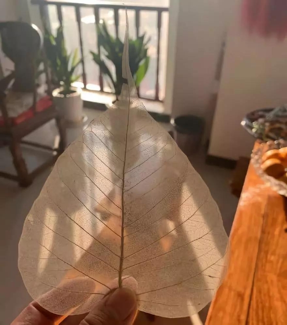 菩提叶画的叶片筋络 菩提叶画的叶片筋络