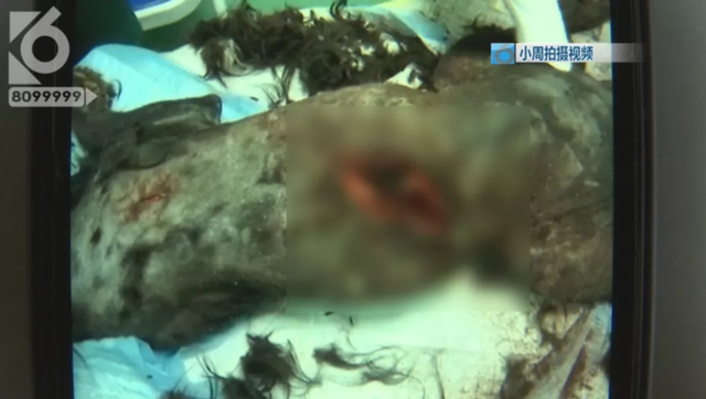 令人发指!宠物狗被砍3刀,还在伤口上撒辣椒面