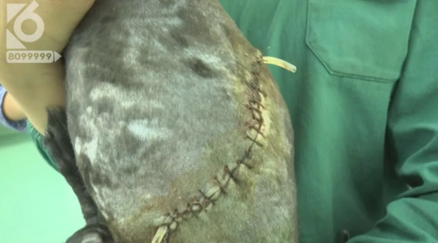 令人发指!宠物狗被砍3刀,还在伤口上撒辣椒面