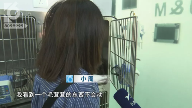 令人发指!宠物狗被砍3刀,还在伤口上撒辣椒面