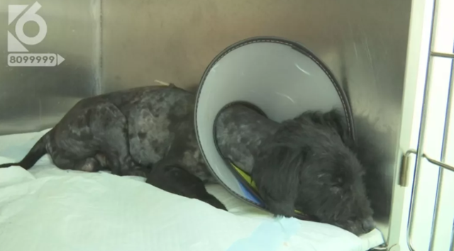 令人发指!宠物狗被砍3刀,还在伤口上撒辣椒面