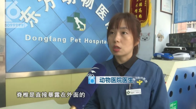 令人发指!宠物狗被砍3刀,还在伤口上撒辣椒面