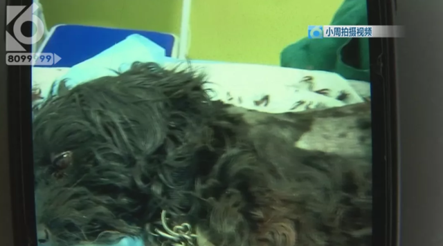 令人发指!宠物狗被砍3刀,还在伤口上撒辣椒面