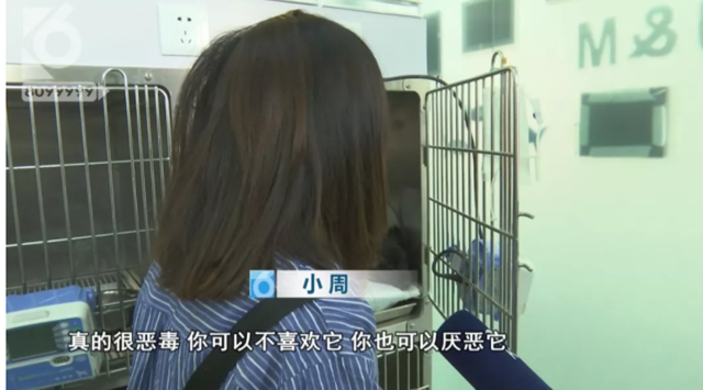 令人发指!宠物狗被砍3刀,还在伤口上撒辣椒面