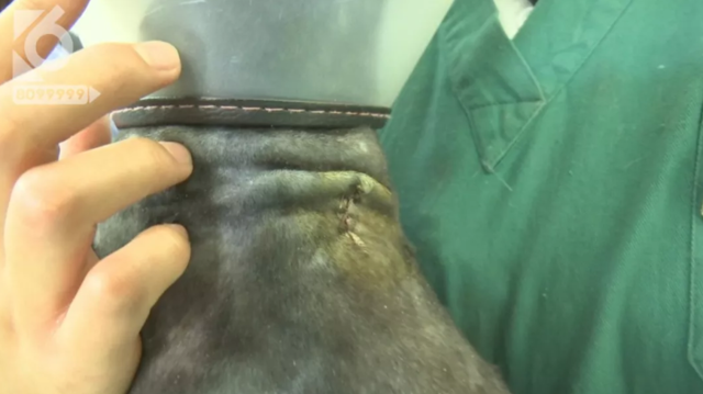 令人发指!宠物狗被砍3刀,还在伤口上撒辣椒面