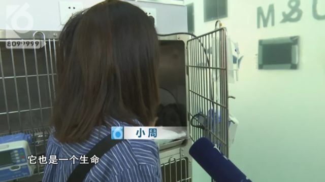 令人发指!宠物狗被砍3刀,还在伤口上撒辣椒面