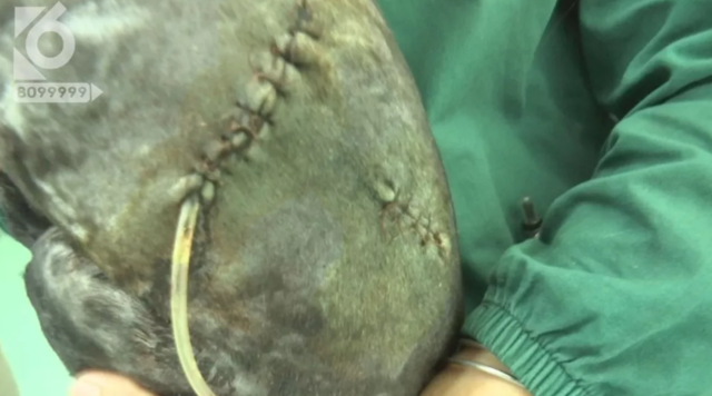 令人发指!宠物狗被砍3刀,还在伤口上撒辣椒面