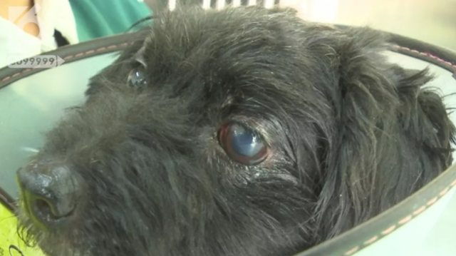 令人发指!宠物狗被砍3刀,还在伤口上撒辣椒面