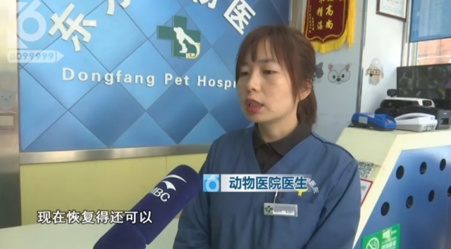 令人发指!宠物狗被砍3刀,还在伤口上撒辣椒面