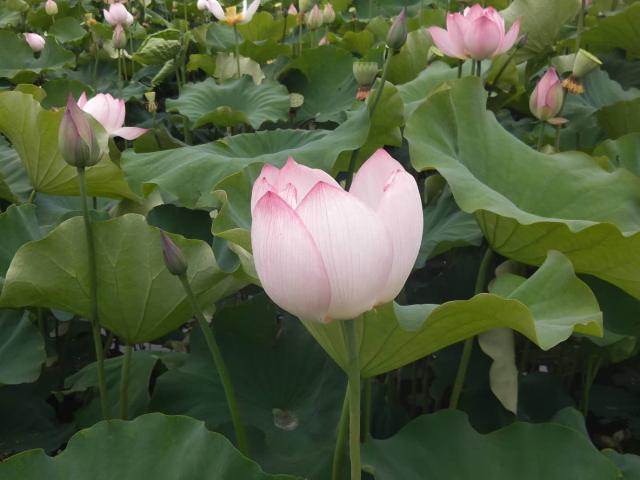 微信图片_20190529142821.jpg