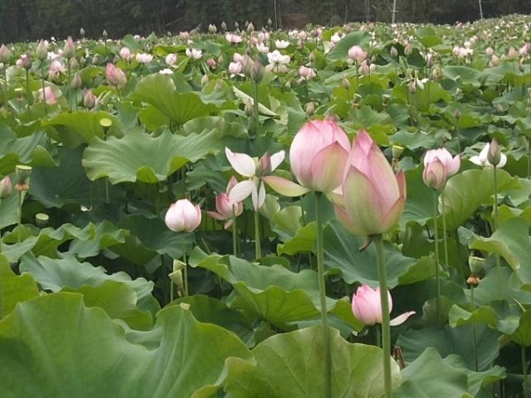 点击观看视频 点击观看视频