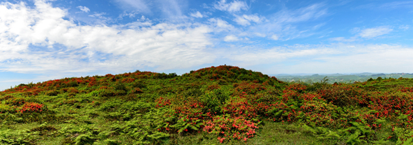 大马场杜鹃花