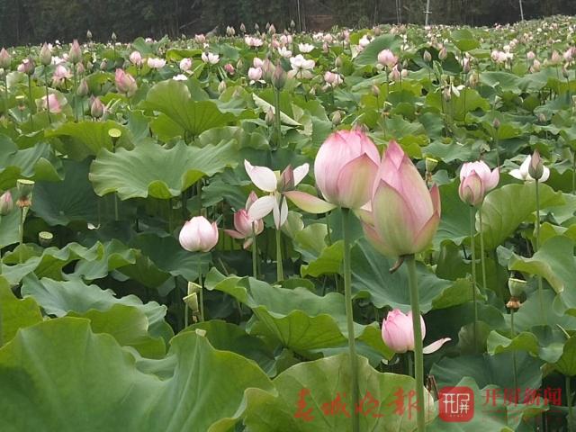 宜良荷花开了，50亩荷花都是太空莲