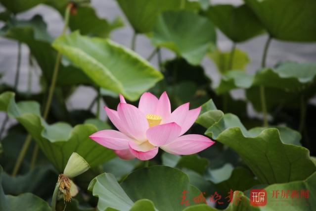 荷花节