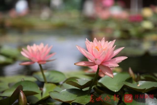 荷花节