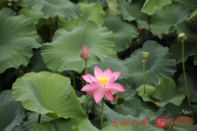 荷花节