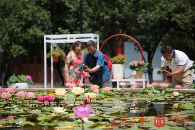 荷花节