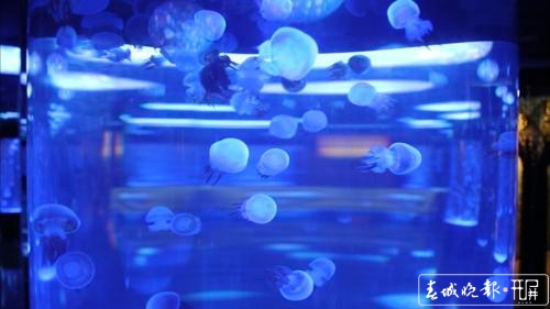 云南首家萌宠科普乐园开门迎客2.jpeg