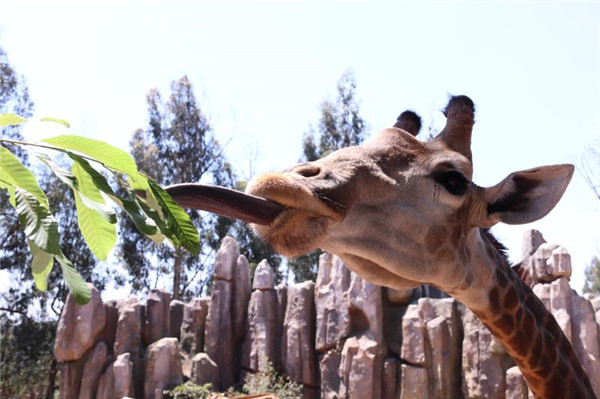 图片2 现场参与活动可以免费获得长颈鹿喂食互动体验资格。
