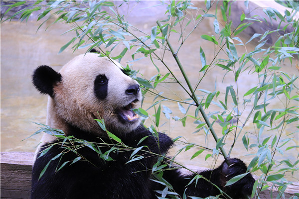 图片3 暑假来园区参加“成熊礼”。