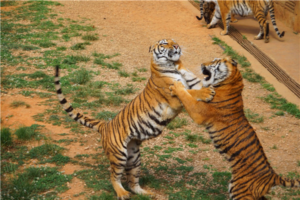 图片4 今年七夕，云南野生动物园准备了浪漫折扣。