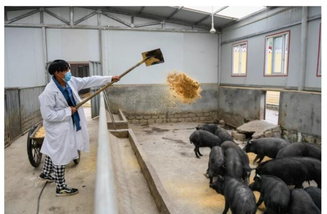 【深一度】五问非洲猪瘟,你所关切的答案都在这里