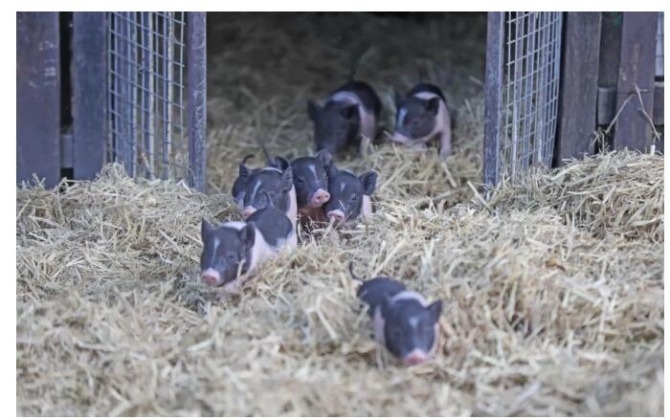 【深一度】五问非洲猪瘟,你所关切的答案都在这里