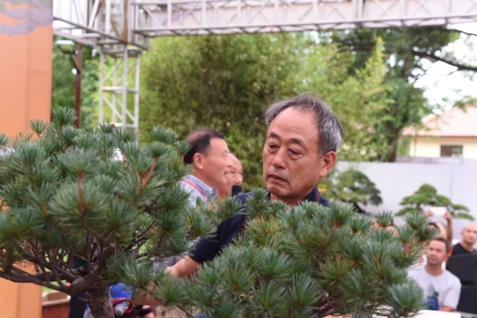 韩国盆景大师—金锡柱.webp 韩国盆景大师—金锡柱.webp