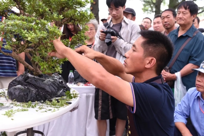 中国盆景大师—张志刚.webp 中国盆景大师—张志刚.webp