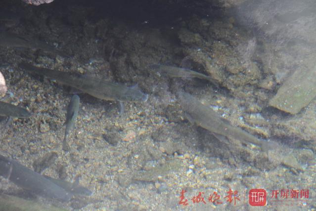 大理野生弓鱼